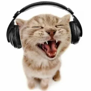 Telegram sticker 🎧 коты чувствуют, как и я❗️★