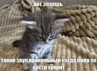 Telegram sticker 🎧 коты чувствуют, как и я❗️★