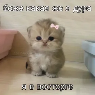 Video sticker ⭐️ Больше стиков тут: @stikery4