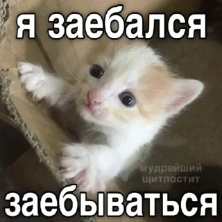 Telegram sticker ⭐️ Больше стиков тут: @stikery4