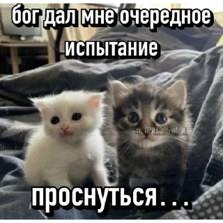 Video sticker ⭐️ Больше стиков тут: @stikery4