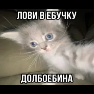 Video sticker ⭐️ Больше стиков тут: @stikery4