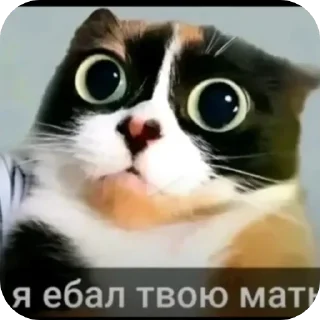 Telegram sticker 🐱 sweakazzo