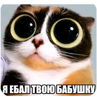 Video sticker 🐱 sweakazzo