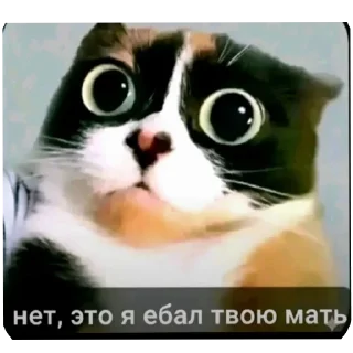 Telegram sticker 🐱 sweakazzo