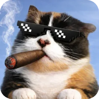 Video sticker 🐱 @stickeri_tg <-- стикеры тут