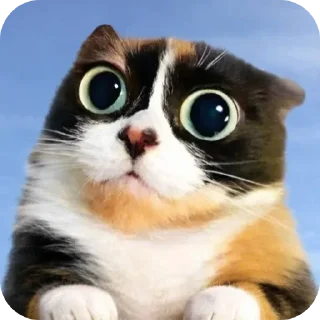 Video sticker 🐱 @stickeri_tg <-- стикеры тут