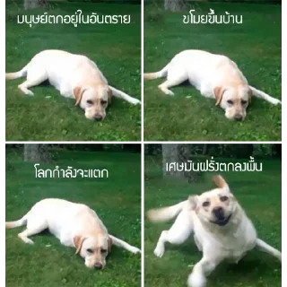 Telegram sticker 😝 @bigkingkong1 มีมตลกๆ