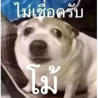 Video sticker 🙄 @bigkingkong1 มีมตลกๆ