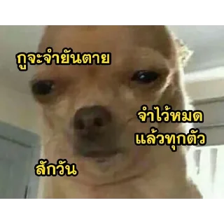 Video sticker 😒 @bigkingkong1 มีมตลกๆ