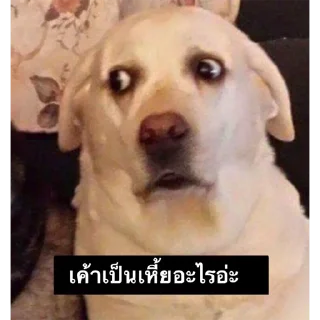 Video sticker 🤔 @bigkingkong1 มีมตลกๆ