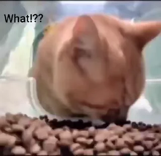 Video sticker 🤨 masha (@CalsiBot)