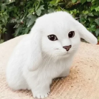 Video sticker 🐱 Коти - зайці @UAStickerbot