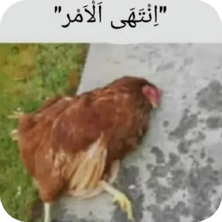 Telegram sticker 🐦 @l_8i0