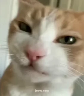 Video sticker 😋 Больше стиков тут: @stikery4