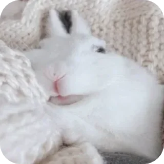 Telegram sticker 😴 bunny (･ω･)