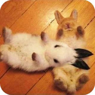 Telegram sticker ❤ bunny (･ω･)