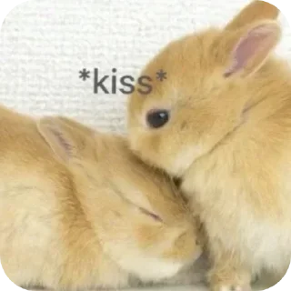 Video sticker 💋 bunny (･ω･)