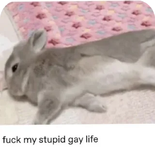 Sticker 😇 bunny (･ω･)