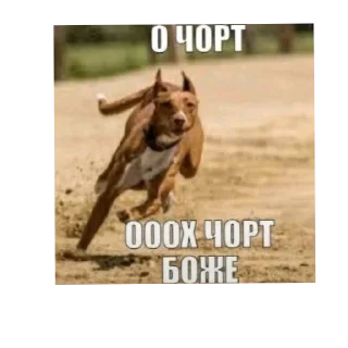 Telegram stiker 🐶 Мэмасики @Va1ask