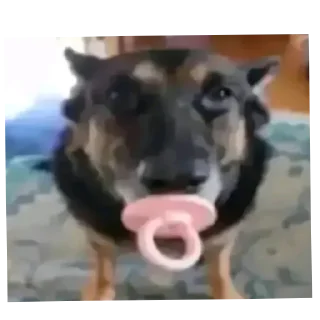 Telegram stiker 🐶 Мэмасики @Va1ask