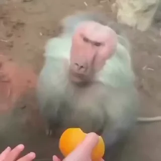 Video sticker 🤨 Больше стиков тут: @stikery4