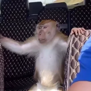 Video sticker 😚 Больше стиков тут: @stikery4