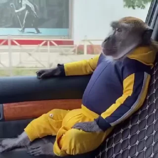 Video sticker 🚘 Больше стиков тут: @stikery4
