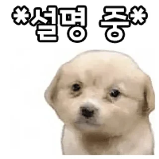 Telegram sticker 🐶 디럭스 그럼죽어