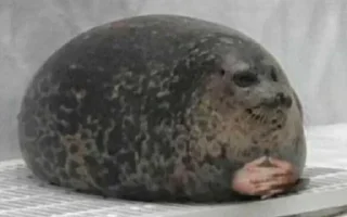 Telegram sticker 🤗 кустик крашиха by @fStikBot