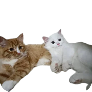 Video sticker 🐱 𝁘 ໍ𓂃❛ • 𝙎𝙋𝞚𝙍𝙎𝙃• @DoodleGatorBot