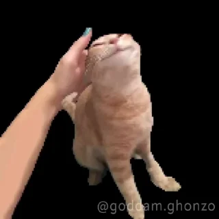 Video sticker 🌟 negro 2 :: @fStikBot