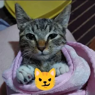 Telegram sticker 😼 negro 2 :: @fStikBot