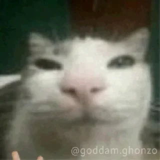 Video sticker 🌟 negro 2 :: @fStikBot