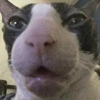 Telegram sticker 😳 Блядский цирк :: @fStikBot