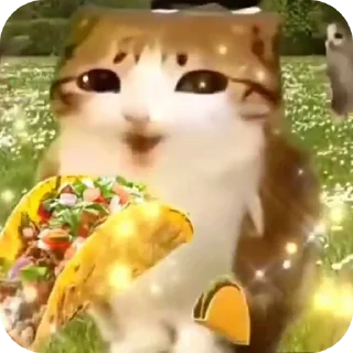 Telegram sticker 🌮 Воробушек создано Ne_Skoroo