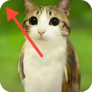 Video sticker 🐱 Воробушек создано Ne_Skoroo