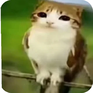 Video sticker 👍 Воробушек создано Ne_Skoroo