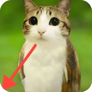 Video sticker 🐱 Воробушек создано Ne_Skoroo