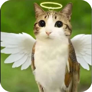 Telegram sticker 🐱 Воробушек создано Ne_Skoroo