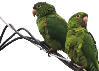 Telegram sticker 🦜 DogGiraffe