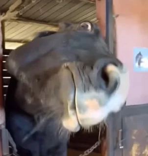 Телеграм стикер 🐴 @nftstroy