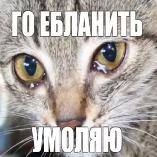 Телеграм стикер 😭 @nftstroy