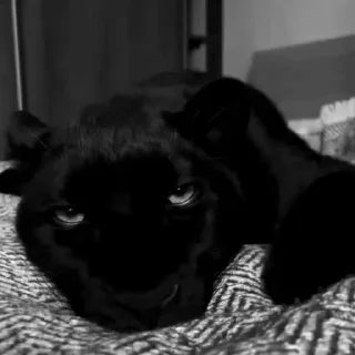 Video sticker ➖ ︎ ︎ ︎ ︎ ︎ ︎ ︎ ︎@Genzten