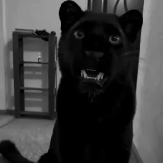 Video sticker ➖ ︎ ︎ ︎ ︎ ︎ ︎ ︎ ︎@Genzten