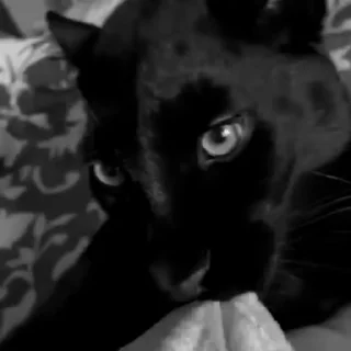 Video sticker ➖ ︎ ︎ ︎ ︎ ︎ ︎ ︎ ︎@Genzten