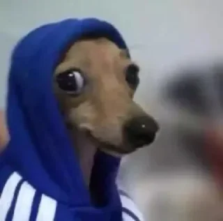 Telegram sticker 😲 𝚂𝖎𝚞𝚞𝚞𝚞𝚞 ┄ 金 ⌕ ⊹s video kang pack