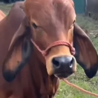 Video sticker 🤨 𝚂𝖎𝚞𝚞𝚞𝚞𝚞 ┄ 金 ⌕ ⊹s video kang pack