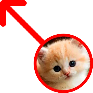Телеграм стикер 🐈 ↖️