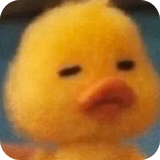 Sticker 🦆 sponsor: @KhurShidism